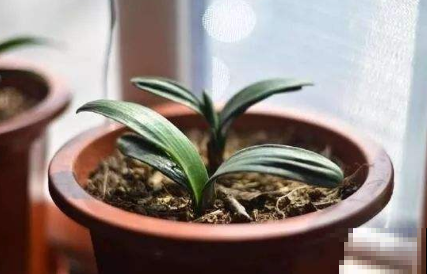 不花钱的水，就适合来养花，但要是方法不对，盆里招虫根全烂！