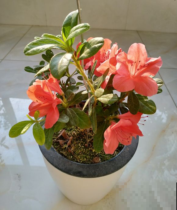 杜鹃花养了这么久，一直没等到开花，现在连叶子也不保！
