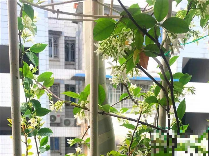 小窗台养这5种花，太阳一晒就开花，3个月爬满墙！