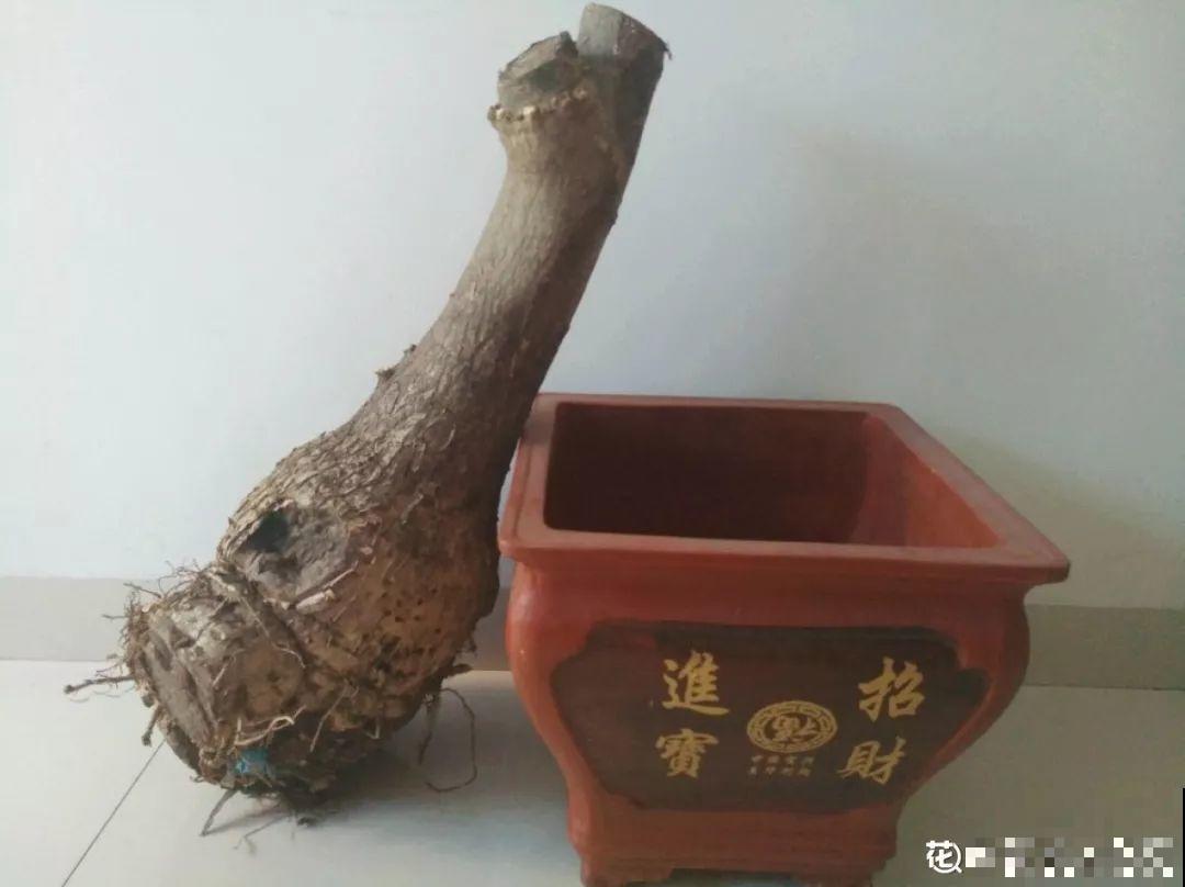 农村必养皮实花，院子里一放，随便长！