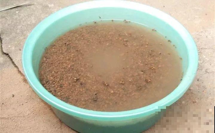 栀子茉莉千万别用这种土，养一盆死一盆！