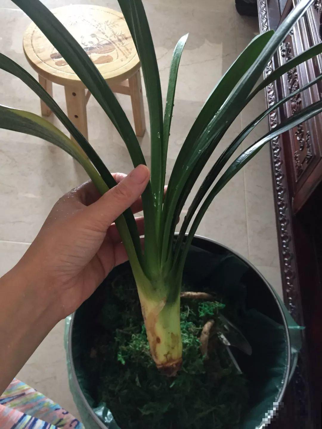 这12种花，夏天直接扔水里，蹭蹭长个开花拦不住！