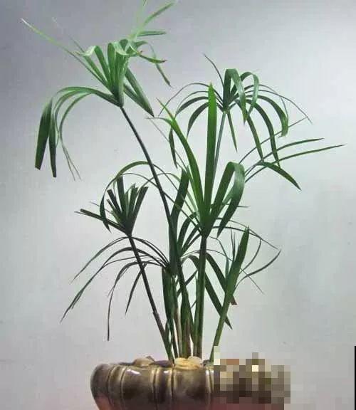 这花就得多喝水，1天1瓢水，轻轻松松养爆盆！