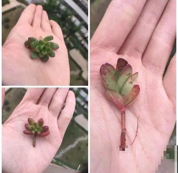 这么贵的花，路边扔了一大堆，丢人也要捡！