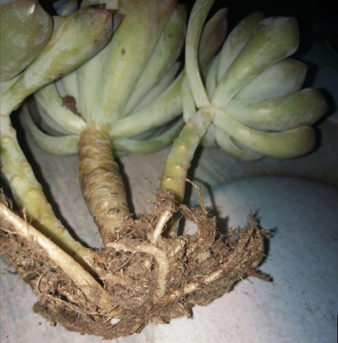拿针扎佛珠？都是手贱惹的祸，怪不得都烂了！