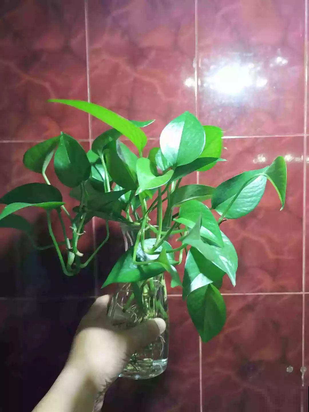这12种花，夏天直接扔水里，蹭蹭长个开花拦不住！