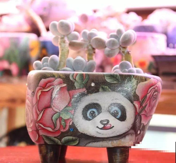 她家的花盆，比多肉数量还多，每一个盆都是一幅漂亮的画作！