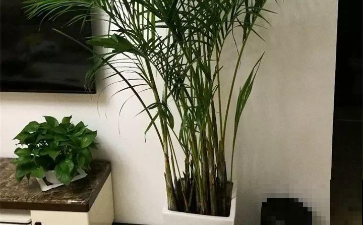 给花浇点它，新芽直冒挡不住，只能换大盆了！