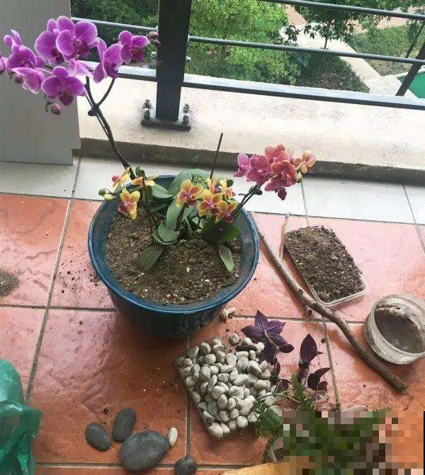 抓把沙子扬盆里，烂根和板结统统远离，十年不黄叶！