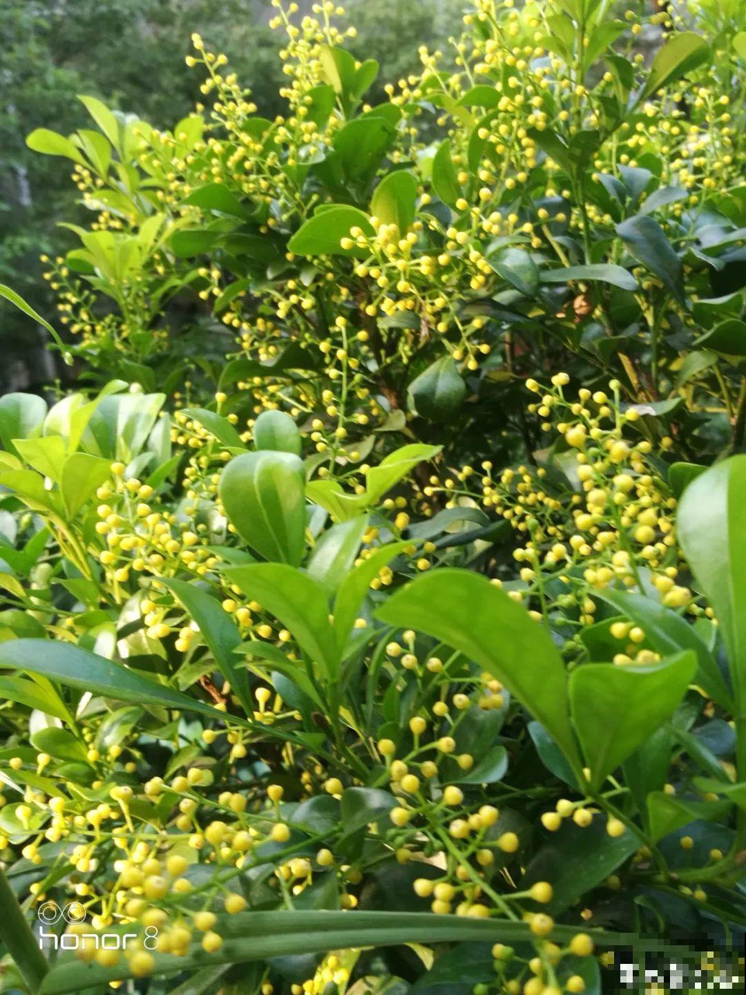 家里这20种花，只管浇水晒太阳，开花多到你嫌烦！