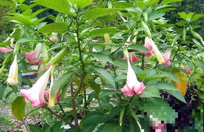 这花好看但有毒，尤其是家里有小孩的，慎养！