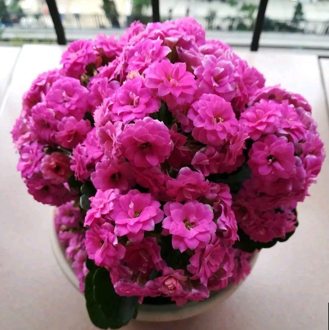 入秋就养这种花，剪一刀满头冒花苞，一开大半年！