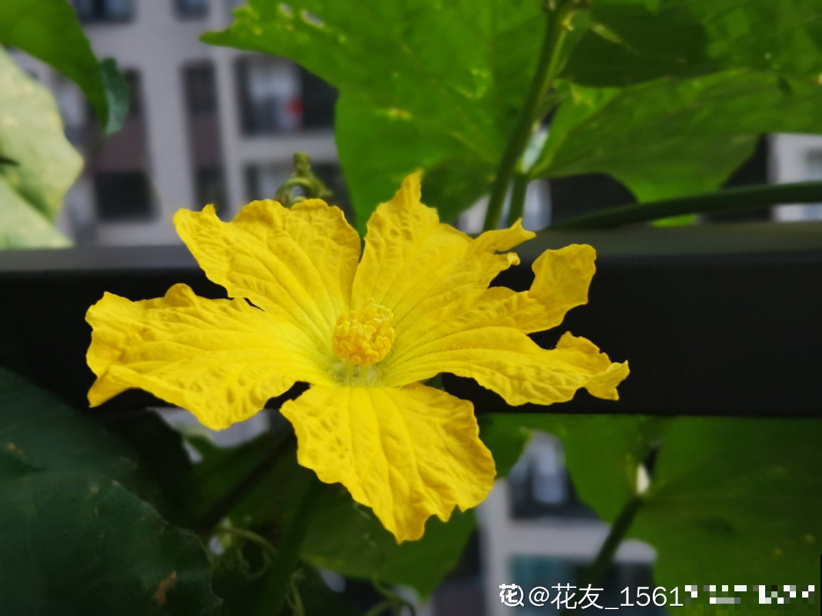 这种能吃能用还能遮阴的蔬菜，过几天就能收获，省了一个月买菜钱