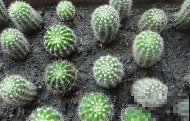 仙人球开花秘籍，适当懒一点，颜色艳丽个头比拳大！