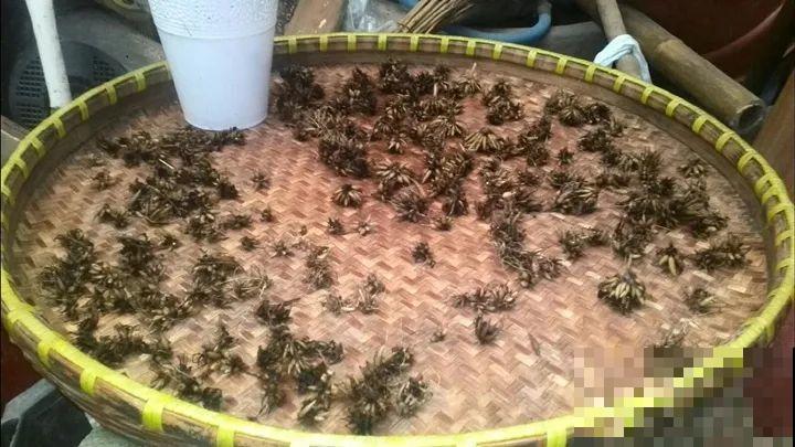 这花太能长，5年生了10麻袋，送人都送不完完！