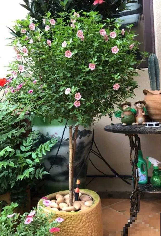 这花真强悍，剪一茬开一茬，大半年都开花！