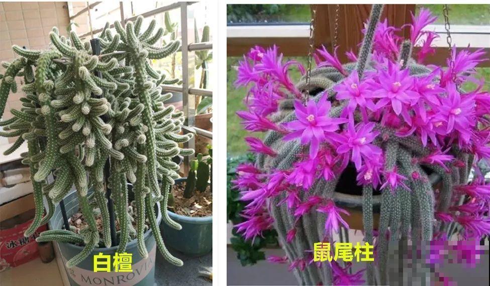 她家花盆里爬满了毛毛虫，越晒越开花，比月季还好看！