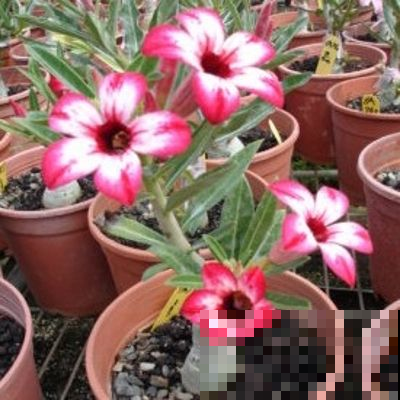 沙漠玫瑰成光杆？饿几顿喷点它，花芽猛蹿！