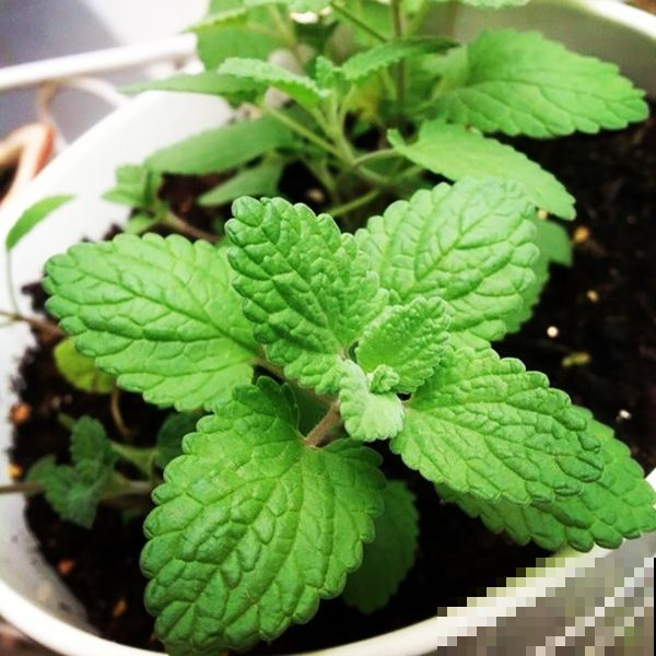 夏天都喜欢养薄荷，清新好闻，不过小心被虫子们攻占！