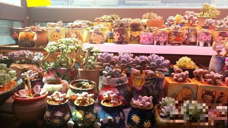 她家的花盆，比多肉数量还多，每一个盆都是一幅漂亮的画作！