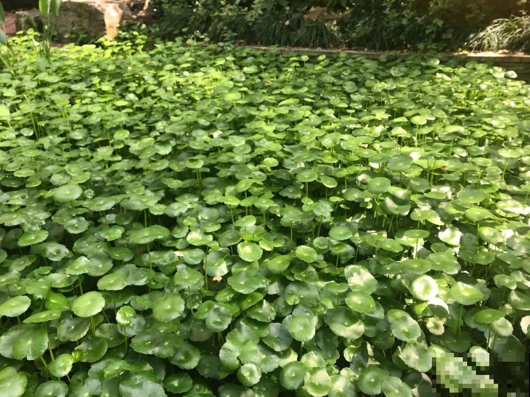 养花就要接地气，靠天吃饭不用管，开始疯长刹不住闸！