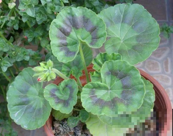 秋天说来就来，这花睡饱了一个夏天，是时候栽盆里了！