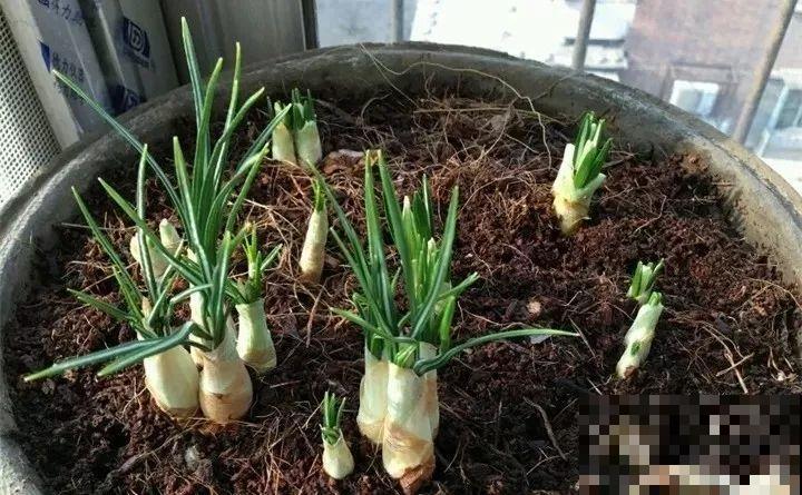这花不挑地方，南北方都能养，沾土就活，浇点水就开爆！