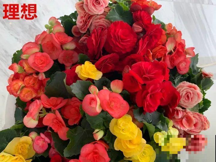 这10种花，年年收空盆，没点经验还真不敢养！