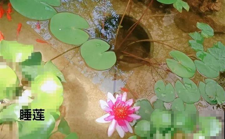 10种以假乱真的花，买花时睁大眼，免得被骗！