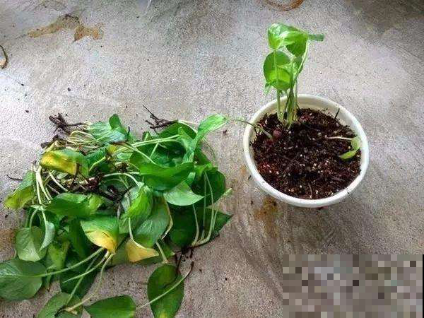 阴雨天养花要当心，这几点做好了，花才不得病、窜得快！
