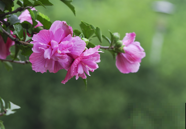 耐冻的花卉，你们家里养了那些？