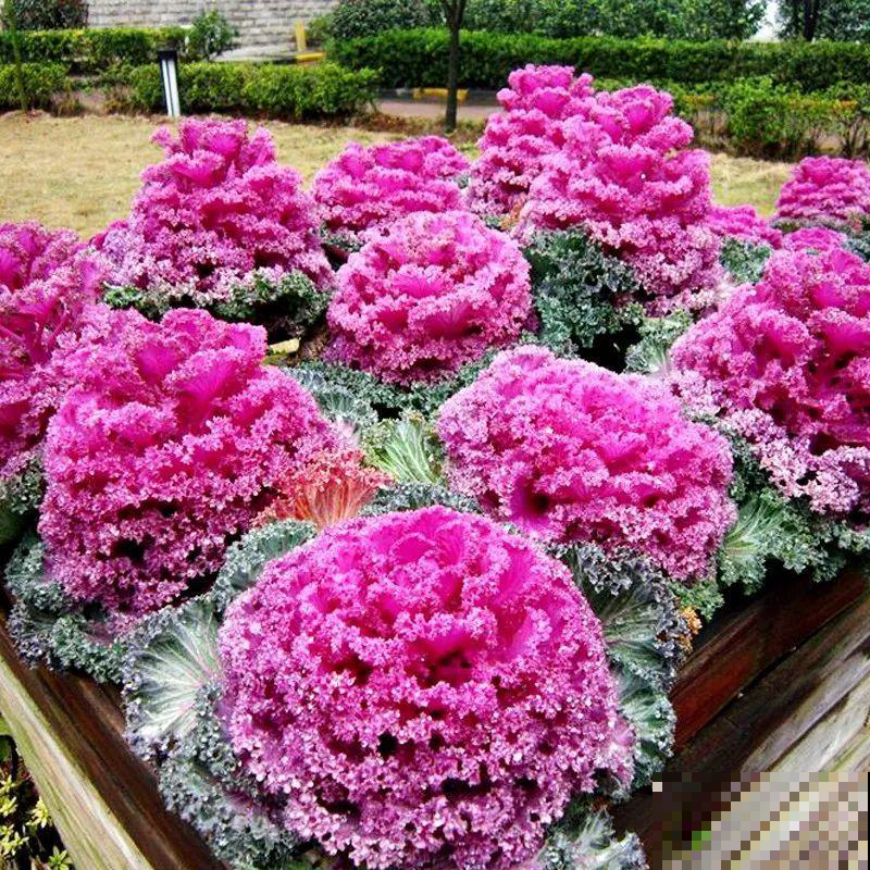 她家菜园咋比花园还美？这几种菜种盆里，五彩斑斓比花娇！