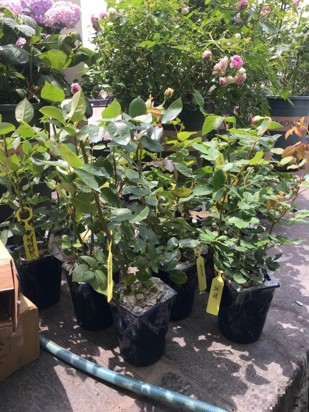 3年时间，她把露台打造成一个花的海洋，每一天都是快乐的！