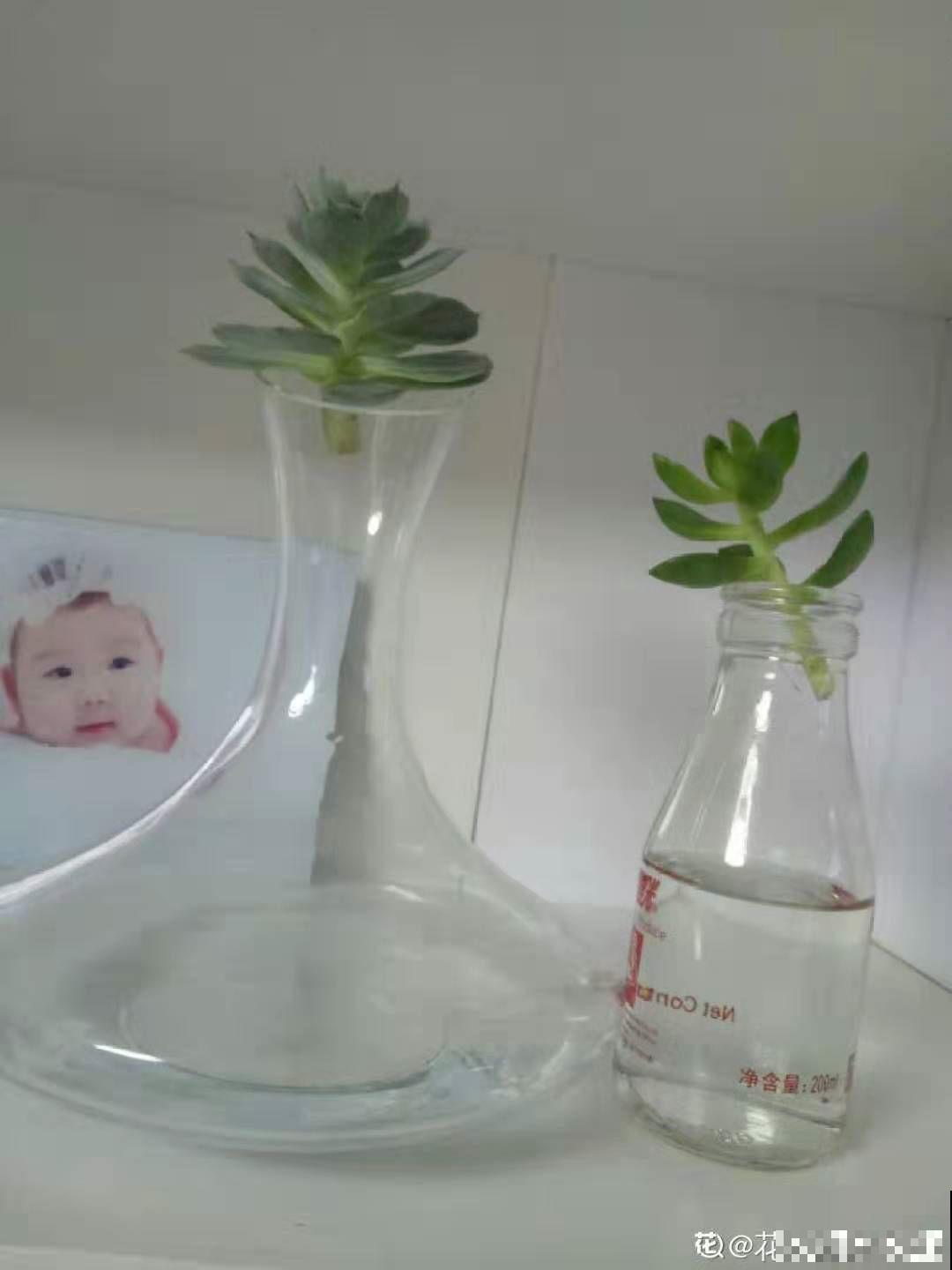 多肉秋天砍一刀，密密麻麻冒侧芽，一个月就挤爆盆！
