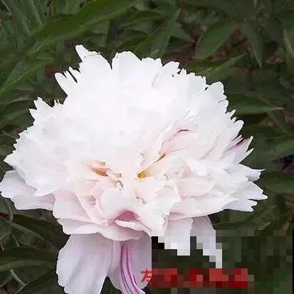 这种吉祥富贵花，秋天都要抢着养，错过再等一年！