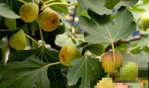 无花果结完果就不管了？明年别想有好果子吃，除非做到这几件事！