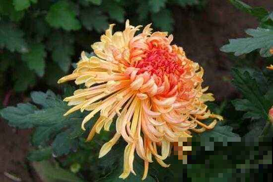 秋天想要赏菊花？现在就得治好黄叶，不然且等着吧！