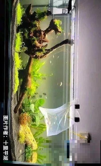 夏天就得养它，扔水里长一缸，7天美成一幅画！