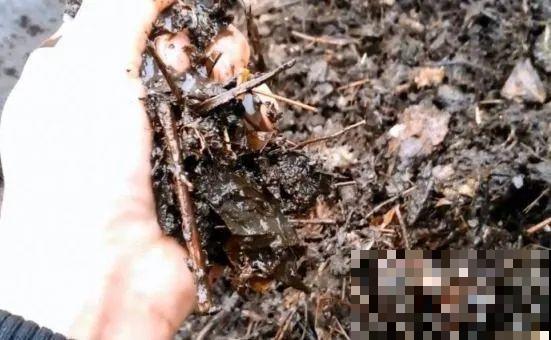 多肉即将睡醒，“大餐”备好了没？不花钱的肥料有的是！