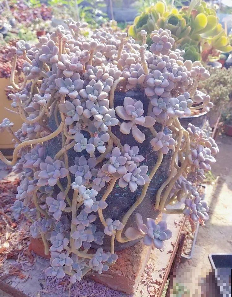 8种多肉最耐晒，大夏天照样疯长不停，呼呼窜成小瀑布！