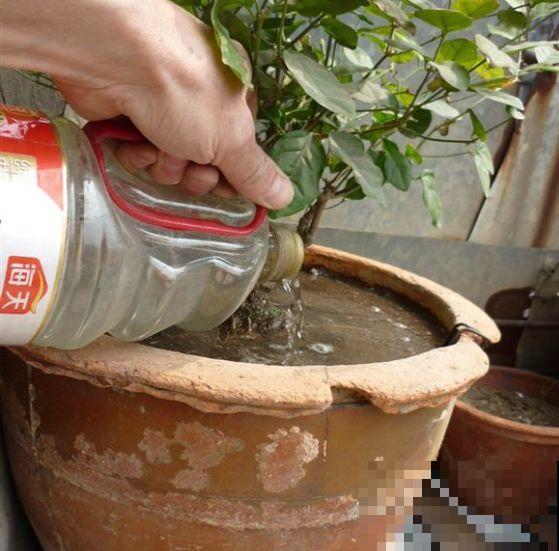 这花剪一茬开一茬，越晒花越多，整个夏天屋里都是香香的！