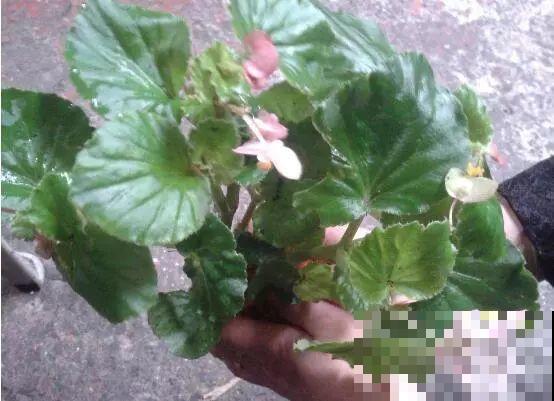 秋天养花就选它，花期长达8个月，剪根枝条半月就生根！