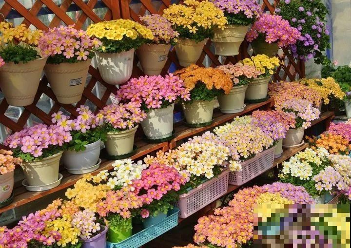 这花太能长，5年生了10麻袋，送人都送不完完！