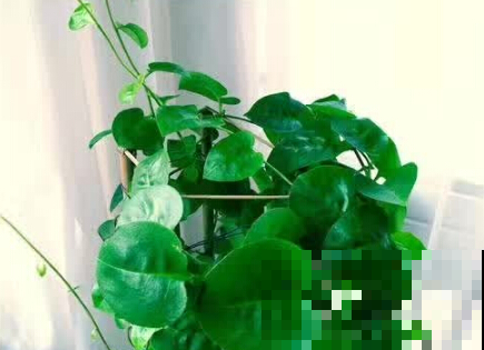 半个月能窜2米，叶子摘了能吃，结出的怪东西超市卖的贼贵！