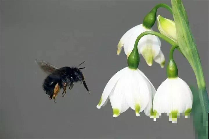 这花开在雪地里，零下20度冻不死，年年爆球一大堆！