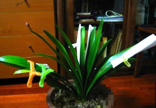 君子兰变成歪脖子咋整？原来都它闹的，教你一招立马复原！