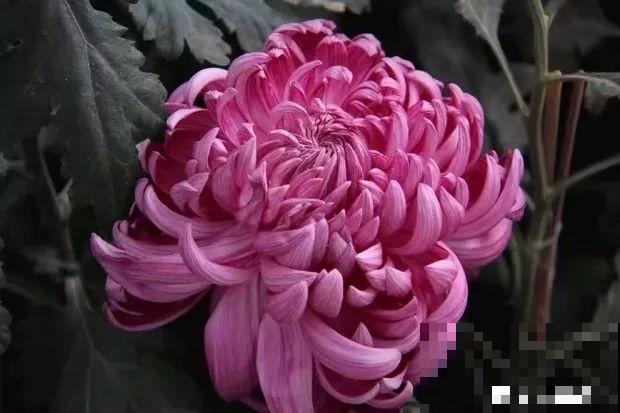 9月快上壮花肥，10天撒一把，新芽蹭蹭往外长！