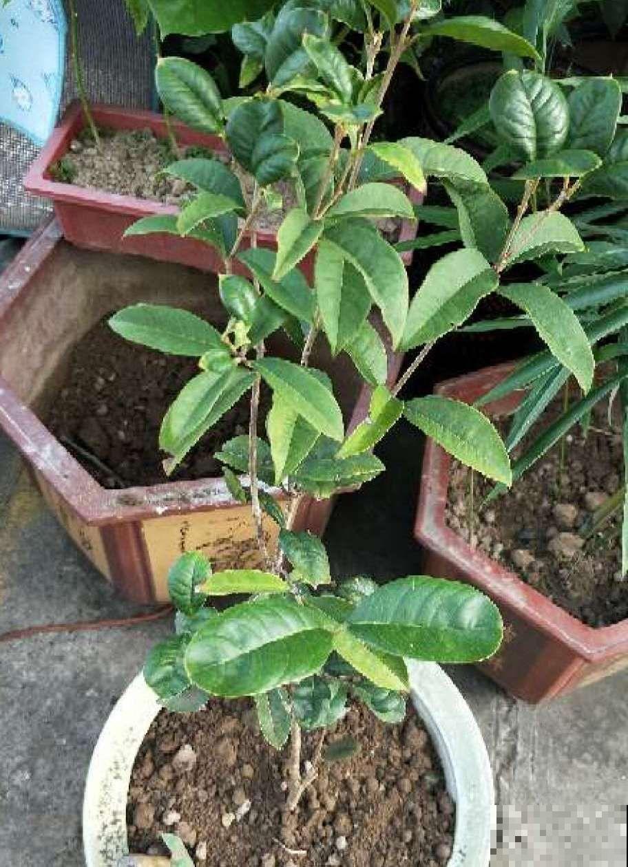秋天必养的花，堪称活香水，养1盆香味飘10里！
