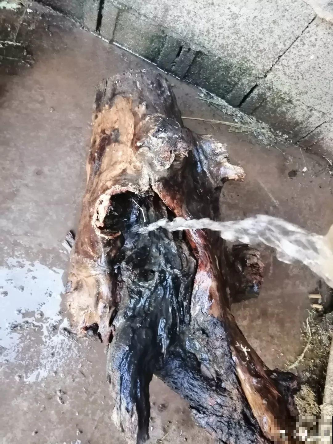 山上捡个大树桩，火烤一遍种多肉，3天服盆1年变老桩！