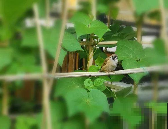 羡慕家里有小菜园的，盛夏季节，通通都爆发！